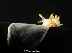 Little nudi feeding on bryozoans on a kelp frond. Eyemout... by Tom Ashton 